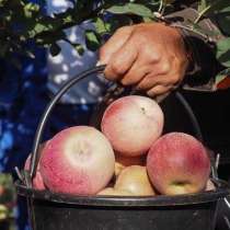 Рабочие в сады на сбор яблок (вахта), в г.Липецк