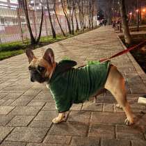 Дрессировка собак, в Краснодаре