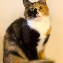 Отдам даром Сандра, домашняя трехцветная кошечка, в Москве