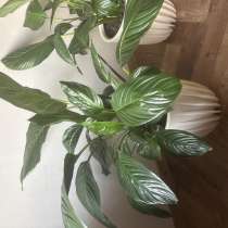 Продам спотифилум с горшком, в Владивостоке