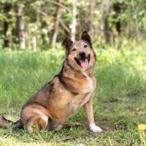 Собака-улыбака Рокки, сладкий пирожок, в Москве