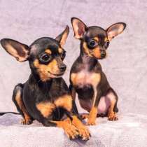 Той терьер Новокузнецке, в Новокузнецке