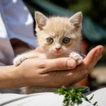 Космические глаза. Котенок Тутта, в Москве