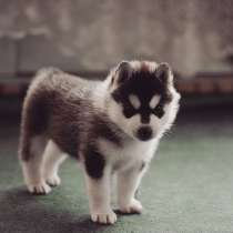 Хаски Челябинске, в Челябинске