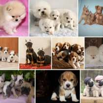 Питомник щенков Иваново, в Иванове