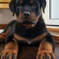 Ротвейлер Абакан, в Абакане