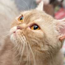 Любопытная Николетта ждет встречи с любящим сердцем, в Москве