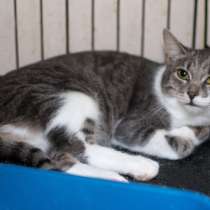 Трепетная Раффаэлка в поисках любящего друга, в Москве