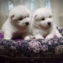 Щенки самоеда, в Самаре