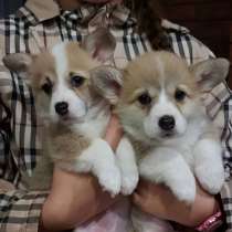 Щеночки корги, в Пензе