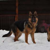 Породистые собаки немецкие овчарки, в Москве