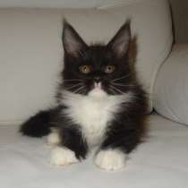 Ламборджини кошечка мейн кун, в Москве