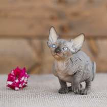 Эльф, Двэльф, бамбино, сфинкс–в лучших традициях стандарта, в Чите