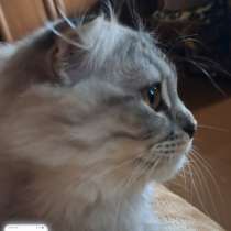 Продаются шотландские котята, в г.Алчевск