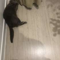 Пристраиваем кота, в Ижевске