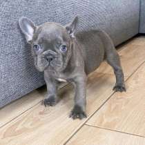 Отличные Щенки ФРАНЦУЗСКОГО БУЛЬДОГА, в Новосибирске