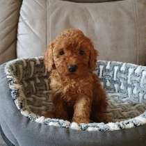 Той ПУДЕЛЬ и КАРЛИКОВЫЙ ПУДЕЛЬ ЩЕНОЧКИ, в Новосибирске