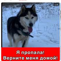 Пропала собака хаски, в Ессентуках