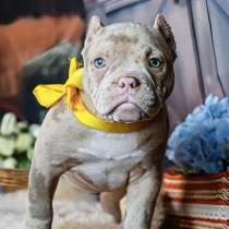 Американский булли микро девочка, в Ногинске