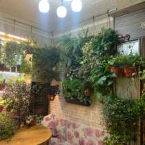 Цветы домашние Растения, в Москве