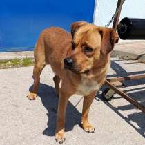 Брутальный пёс крепыш Бутч в добрые руки, в Москве