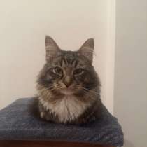 Отдадим кота бесплатно, в Москве