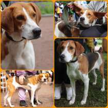 Собака БЭЛЛИ даром. Русская пегая гончая, в Санкт-Петербурге