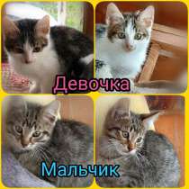 Трогательные котята-малыши Яша и Ника срочно ищут дом, в г.Москва
