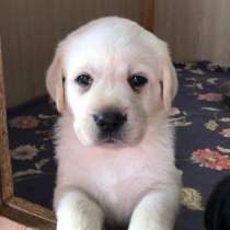 Щеночки лабрадора, в Пензе