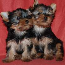 Йоркширский терьер Липецке, в Липецке