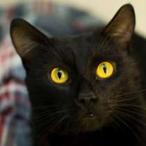 Спокойный Тимон в поисках верного друга, в Москве