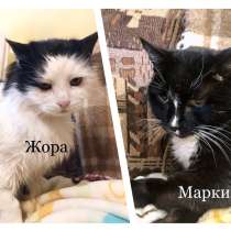Возрастные котики Маркиз и Жора, каждый ищет своего хозяина, в г.Москва