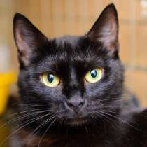 Трогательная Бриджит в поисках самого верного друга, в Москве