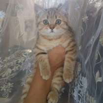 Шотландская девочка с зелеными глазками, в Москве