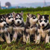 Хаски Иркутске, в Иркутске