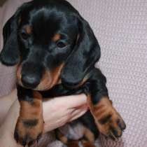 Такса Анадырь, в Анадыре