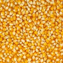 Кукурузы зерно, в Краснодаре