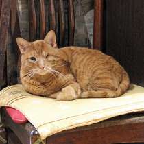 Добрейший солнечный котик Рыжик ищет дом и доброе сердце, в г.Москва