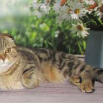 Шотландские котята-подростки, в Санкт-Петербурге