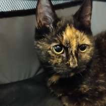 Отдам кошечку в добрые руки, в Санкт-Петербурге