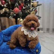 Той пудель, в Калининграде