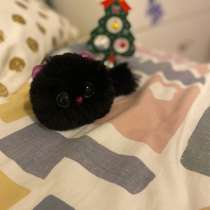 Чёрная кошечка, в Ростове-на-Дону