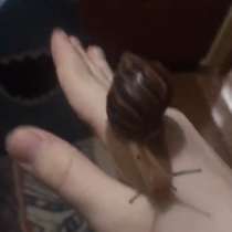 Улитки ахатины, ракушка улитки растёт до 10-13 сантиметров, в Екатеринбурге