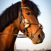 Лошадь, в Новосибирске