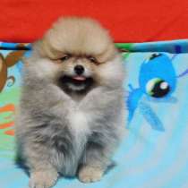 Pomeranian Spitz. Mini Bear, в г.Зальцбург