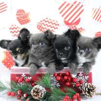 Чихуахуа щенки Москва с документами, в Москве
