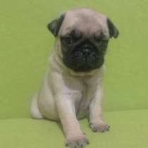 Щенки мопса, в Москве