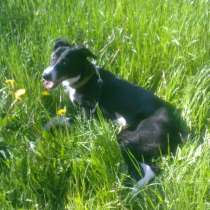 Отдам собаку, в Санкт-Петербурге