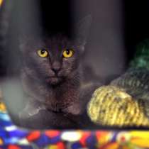 Кошечка Пенка мечтает о семье, в Москве