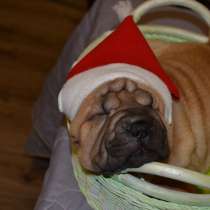 Щенки Шар-пея, в Москве